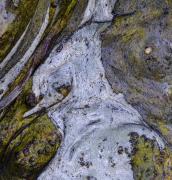 snow Gum Texture - Margaret Frankish