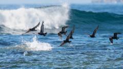 Sooty Oystercatchers in flight - Fujiko Watt