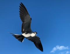 Sooty Tern - Geoff Clark