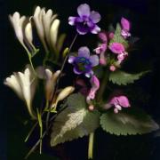Special Merit Colour Prints Carolyn Pettigrew Scanning the Garden - ... ...