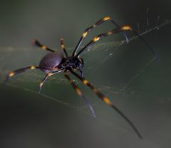 Spider bite - Guy Machan