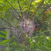 Spider_Web - Jennifer Gordon