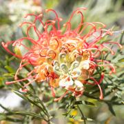 Splash of Colour - Margaret Frankish