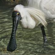 Spoonbill - Jennifer Gordon