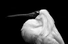 Spoonbill portrait - Maria Mazo