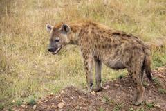 Spotted Hyena - Carol Abbott