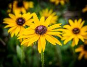 Spring Daisies - Steve Mullarkey