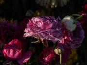 Spring Flowers - Fran Brew