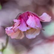 Spring flower - Janice Gursanscky