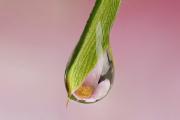 Staged HMiles Refraction 1 - ... ...