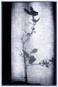 Staged SClarkson Thru the curtain - ... ...