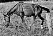 Starving - ... ...