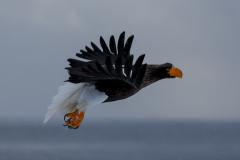 Steller Sea Eagle - Phil Cargill