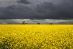 Storm coming over Canola - Nigel Streatfield