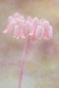 Subtle-succulent - ... ...