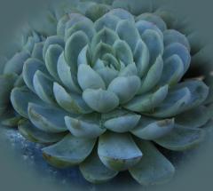 Succulent - Jan Glover