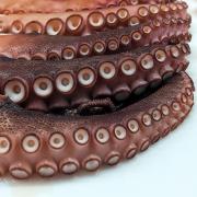 Suckers! - Judith Bennett