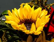 Sunflower - Steve Mullarkey