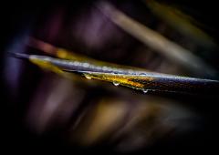 Sunlit Rain Drops - Steve Mullarkey