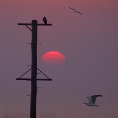 Sunrise - Tim Collisbird