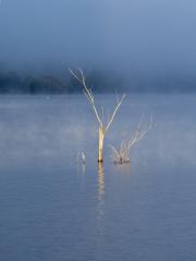 Sunrise tree - Heather Miles