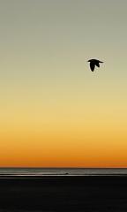 Sunset Bird - Alan Sutton
