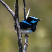 Superbe Fairy wren - Heather Miles