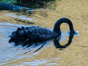 Swanning around - Judy Watman