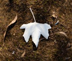 Swirl of leaves - Guy Machan