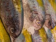 Sydney Fish Markets - Donald Gould