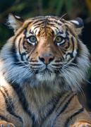 TIGER 400 - ... ...