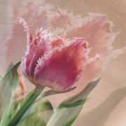 TULIP - Jennifer Gordon