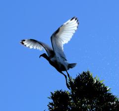 Take-off - Tim Collisbird