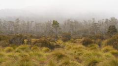 Tasmanian Mist - Robyn Miller