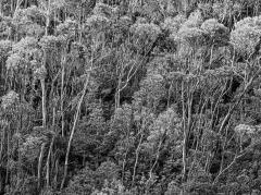 Tassie trees - Judy Watman