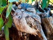 Tawny Frogmouth - Ray Seaver