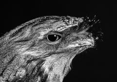 Tawny - Kerry Boytell