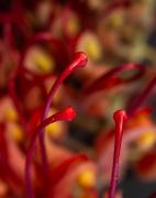 Tendrils - Guy Machan