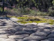 Tessalated rocks at Muogamarra - Heather Miles
