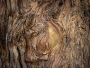 Textured Bark - Xuan Nguyen