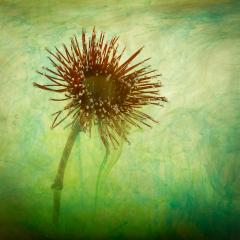 Textured bloom - Shane Clarkson