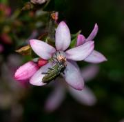 Thats nature - Guy Machan