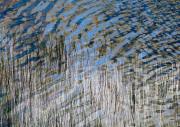 The-Pond-Edge - ... ...