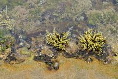 The Edge of a Rock Pool - Margaret Frankish