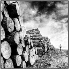 The Forest  - Peter Steele