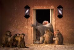 The Grooming Salon - Louise Scambler