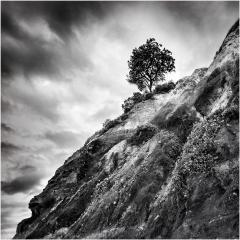 The Lone Tree  - Peter Steele