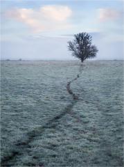 The Lone Tree  - Peter Steele