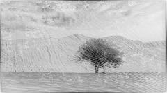 The Lonely Tree - Jennifer Gordon