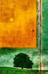 The Lonely Tree  - Peter Steele